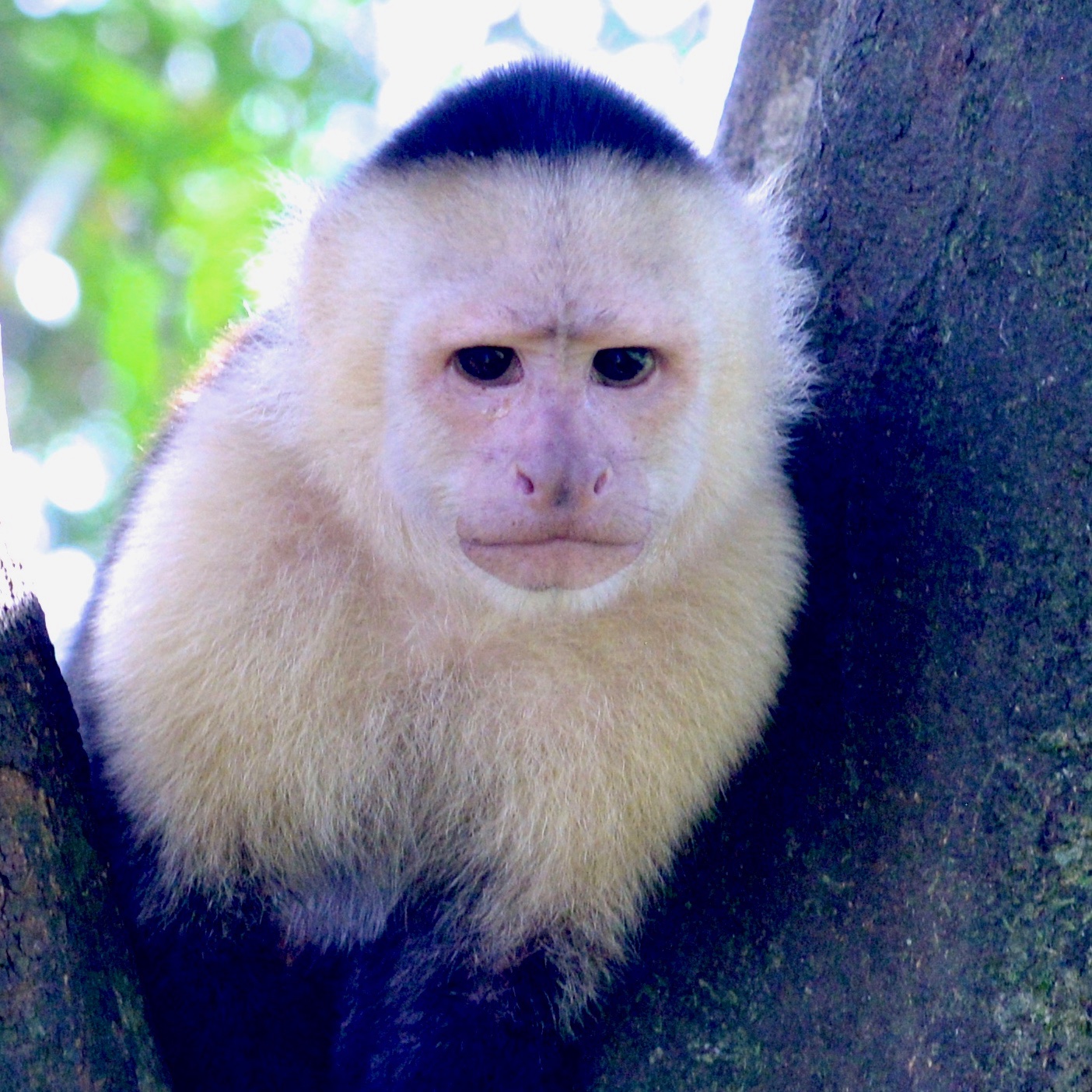 I Could Have Done It Better