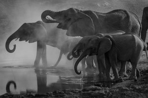 The Trump Administration's promotion of killing elephants
