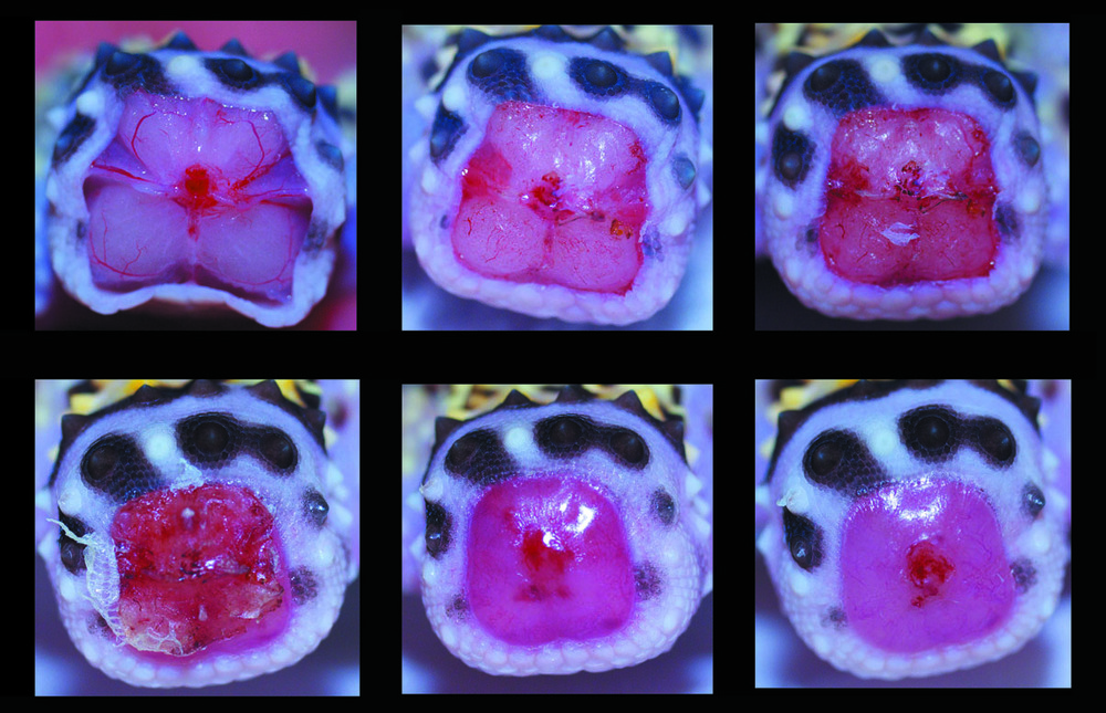 Session Fourteen: Leopard Gecko Regeneration, Evolution, Development With Dr. Matt Vickaryous