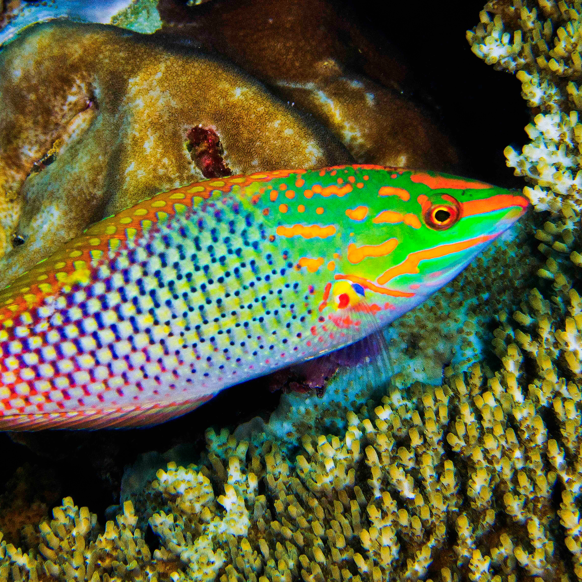 Young Fish Learn New Tricks