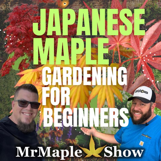 Japanese Maple Gardening for Beginners |MrMaple Podcast