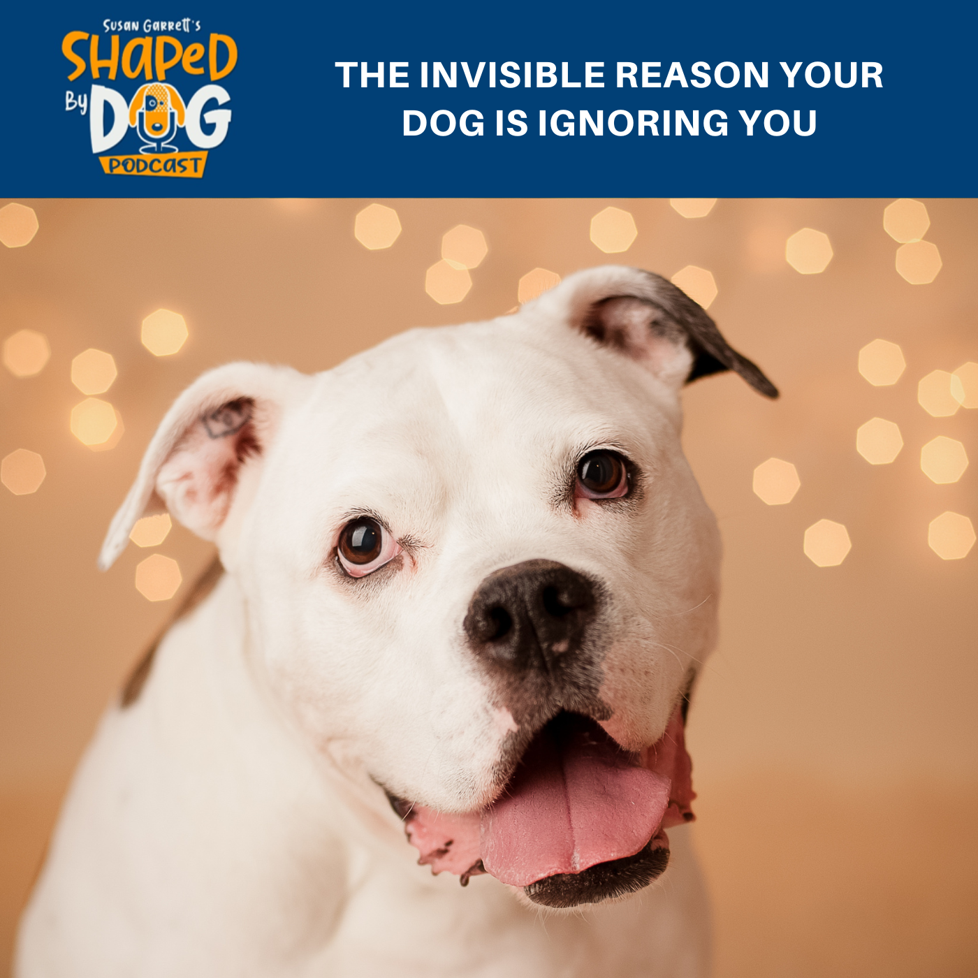 Shaped by Dog with Susan Garrett