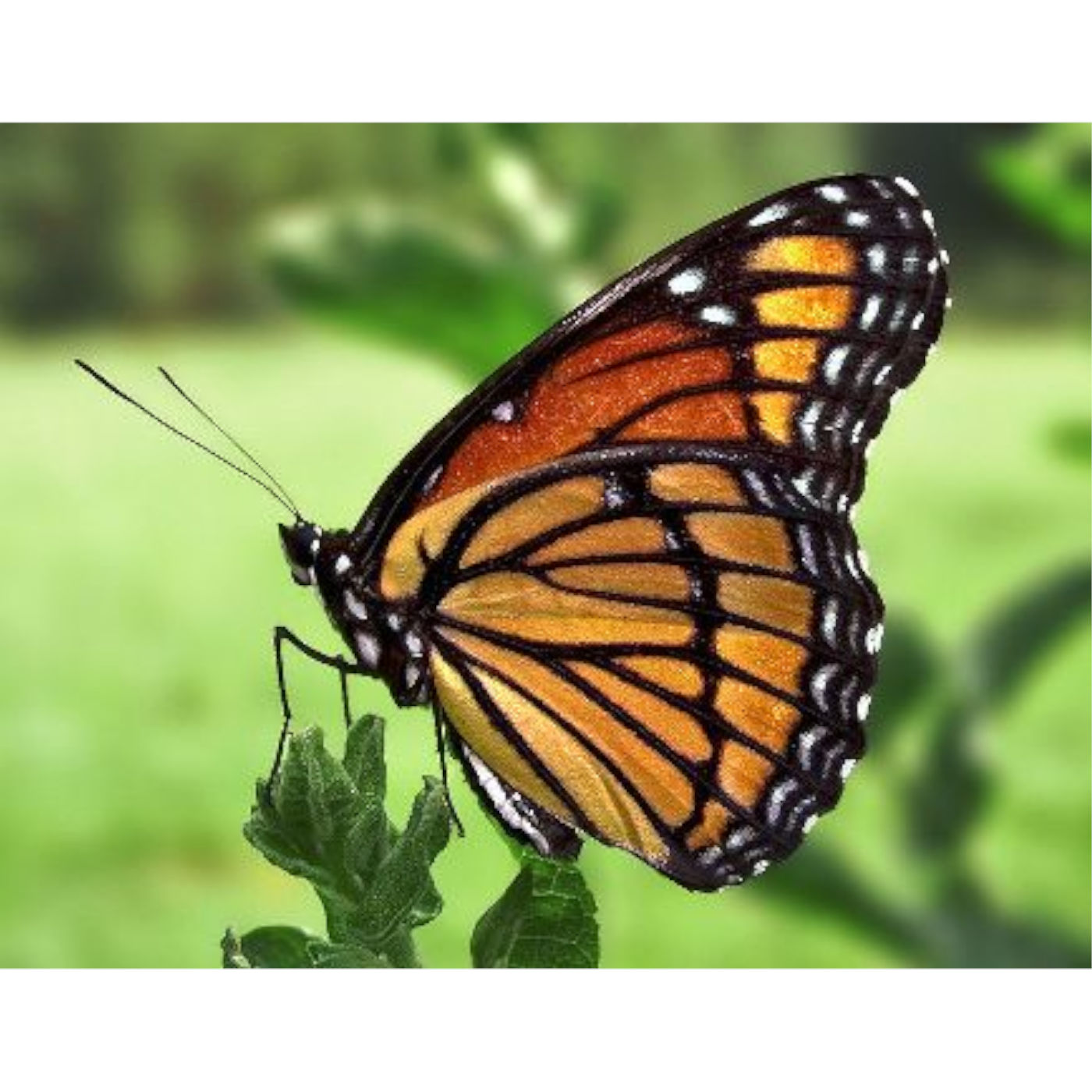 Toxic Butterflies Fool Evolutionists