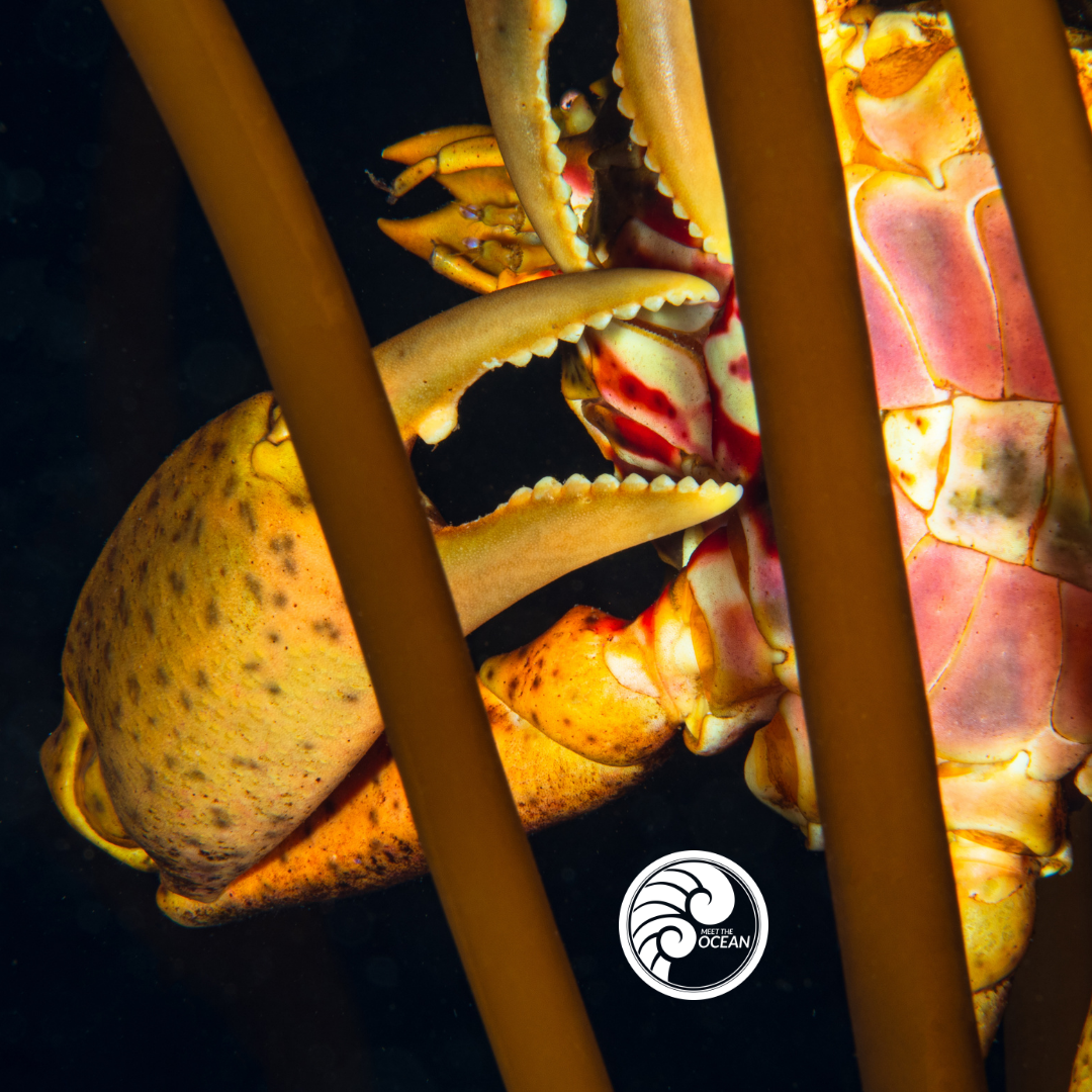 Kelp Crab Confessional