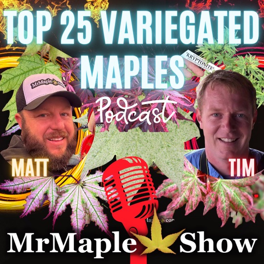Top 25 Variegated Maples to Improve Your Garden Design | Variegated Plants Part 2 | Podcast #32