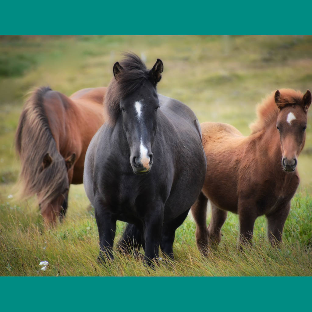 Horses