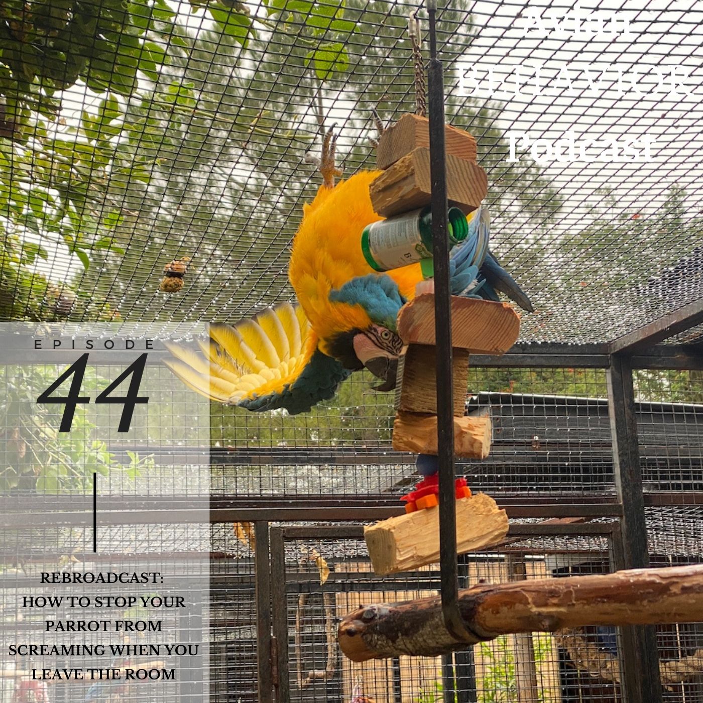 The Avian Behavior Podcast