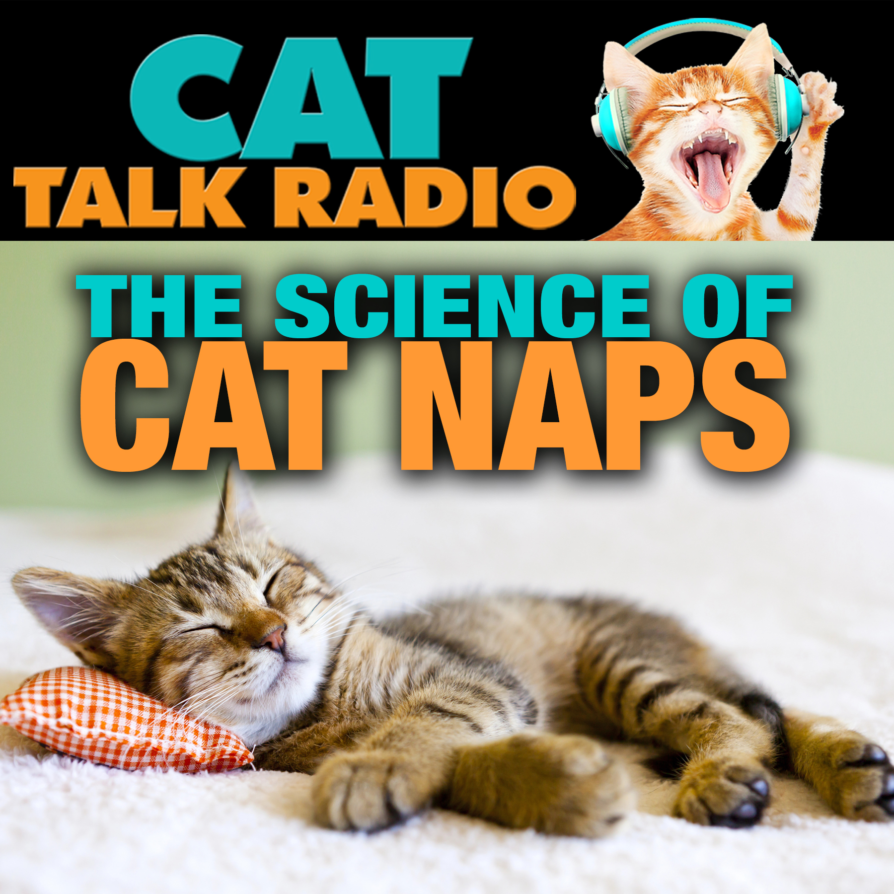 The Science of Cat Naps: Sleep Cycles Explained
