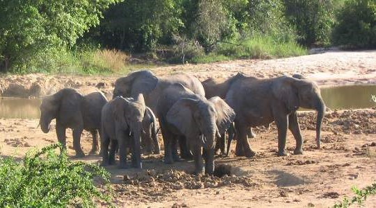 Nigeria and the forgotten herd