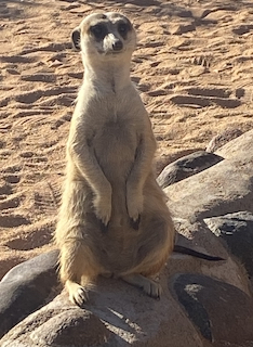 Meerkat Anticipation