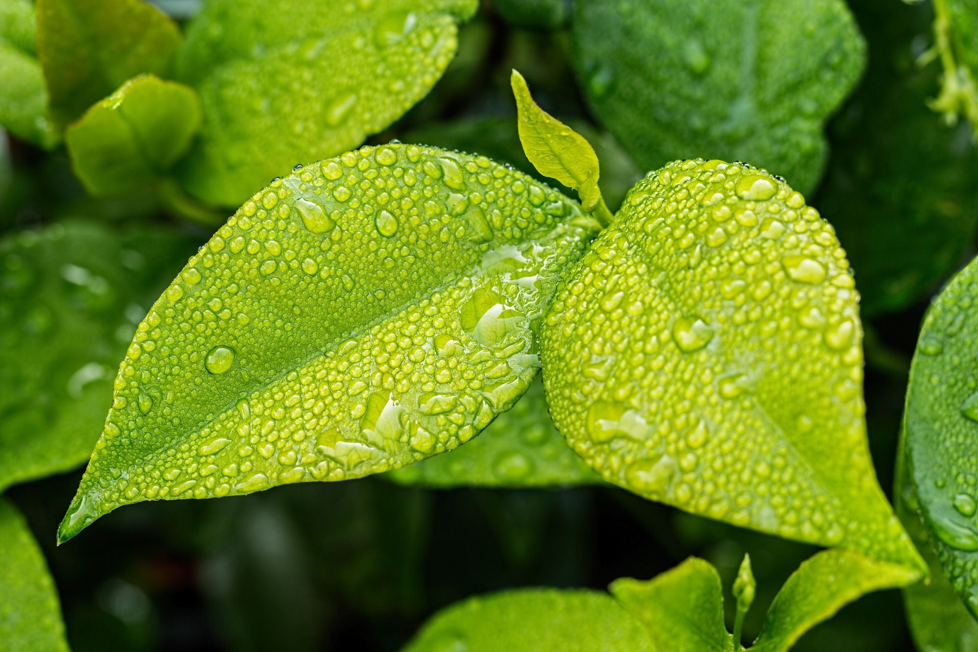 Open the Flow of Energy to Experience Peace: Guided Mindfulness Meditation