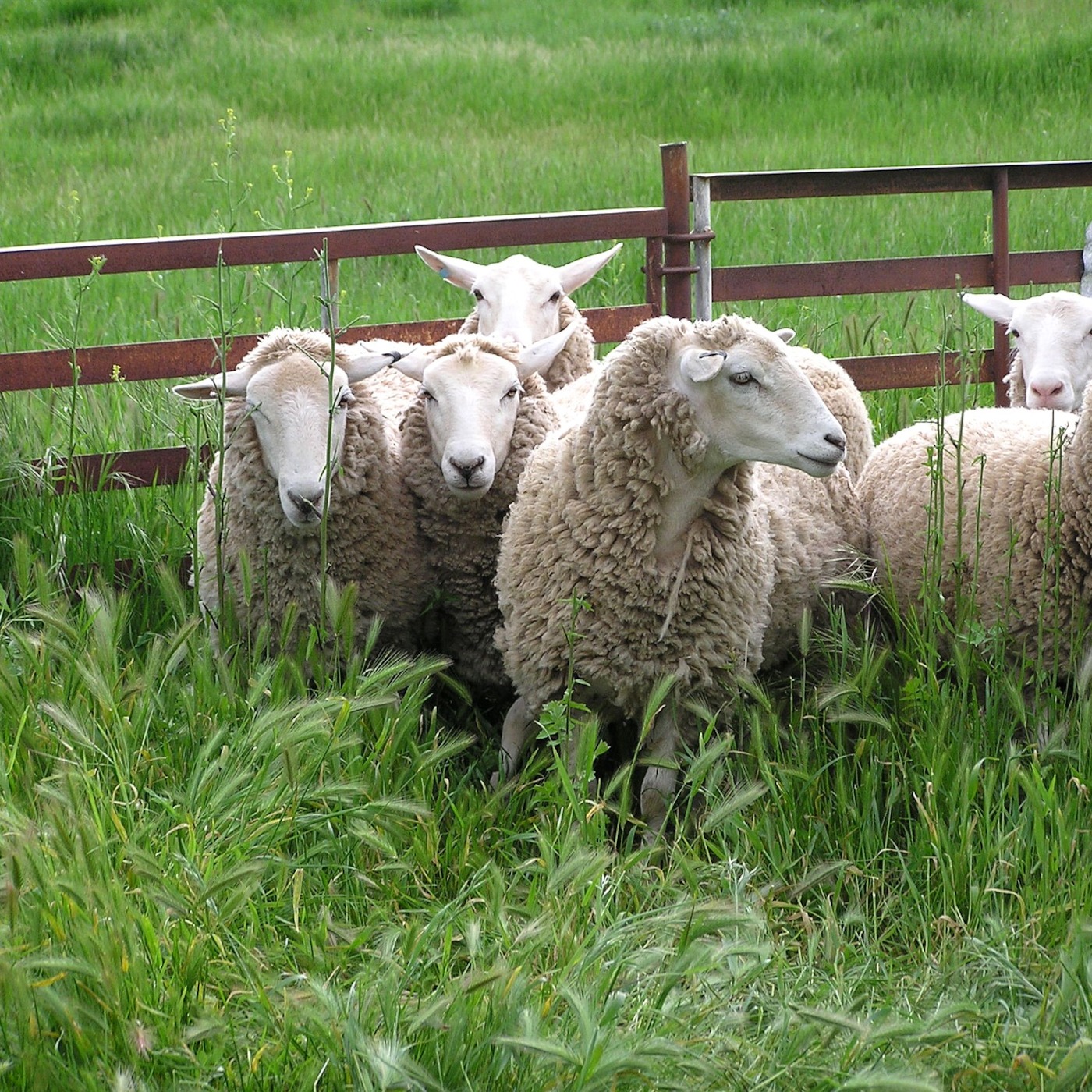 Learning Chinese through Stories