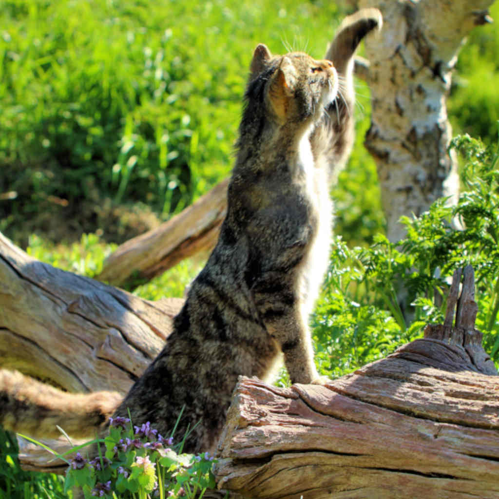 A Scottish Panther