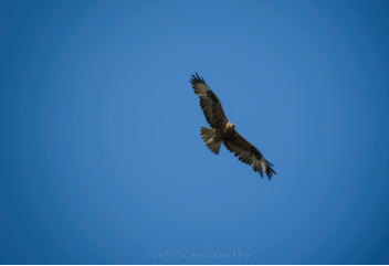 The Eagle