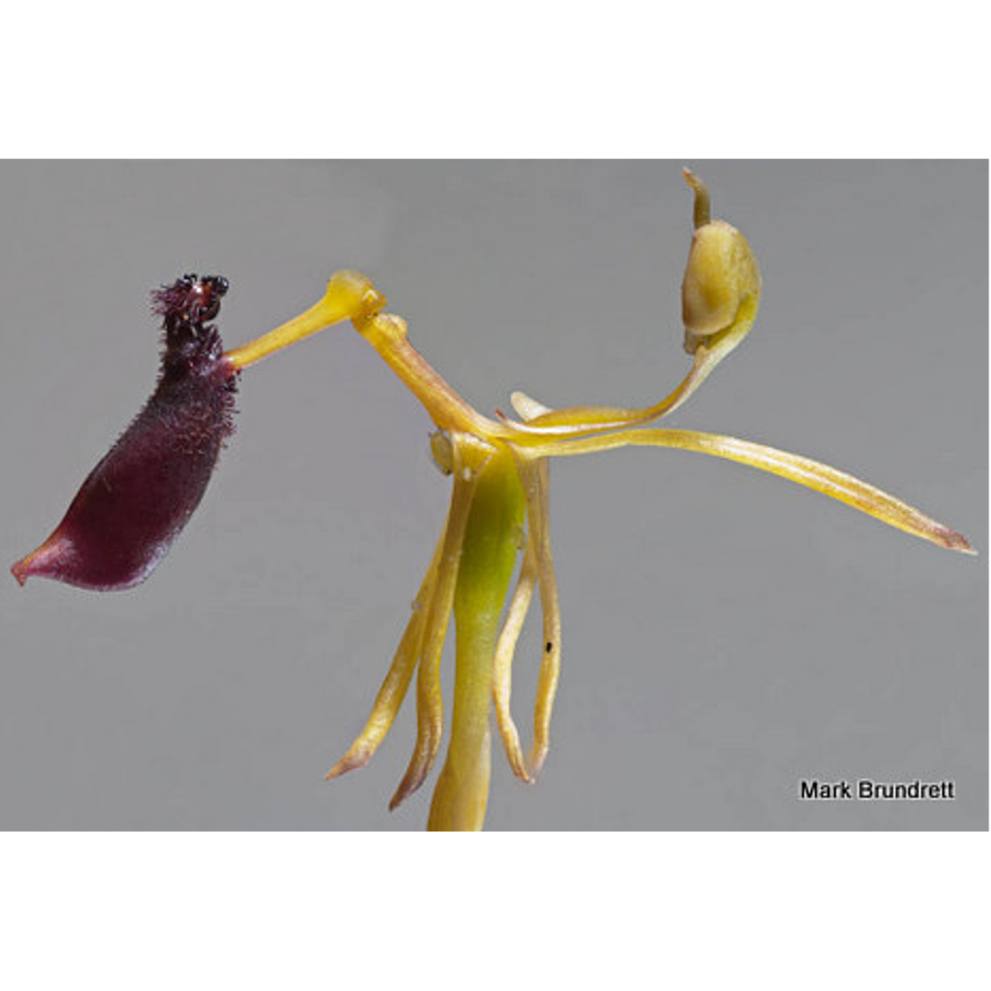 An Orchid Outwits a Wasp
