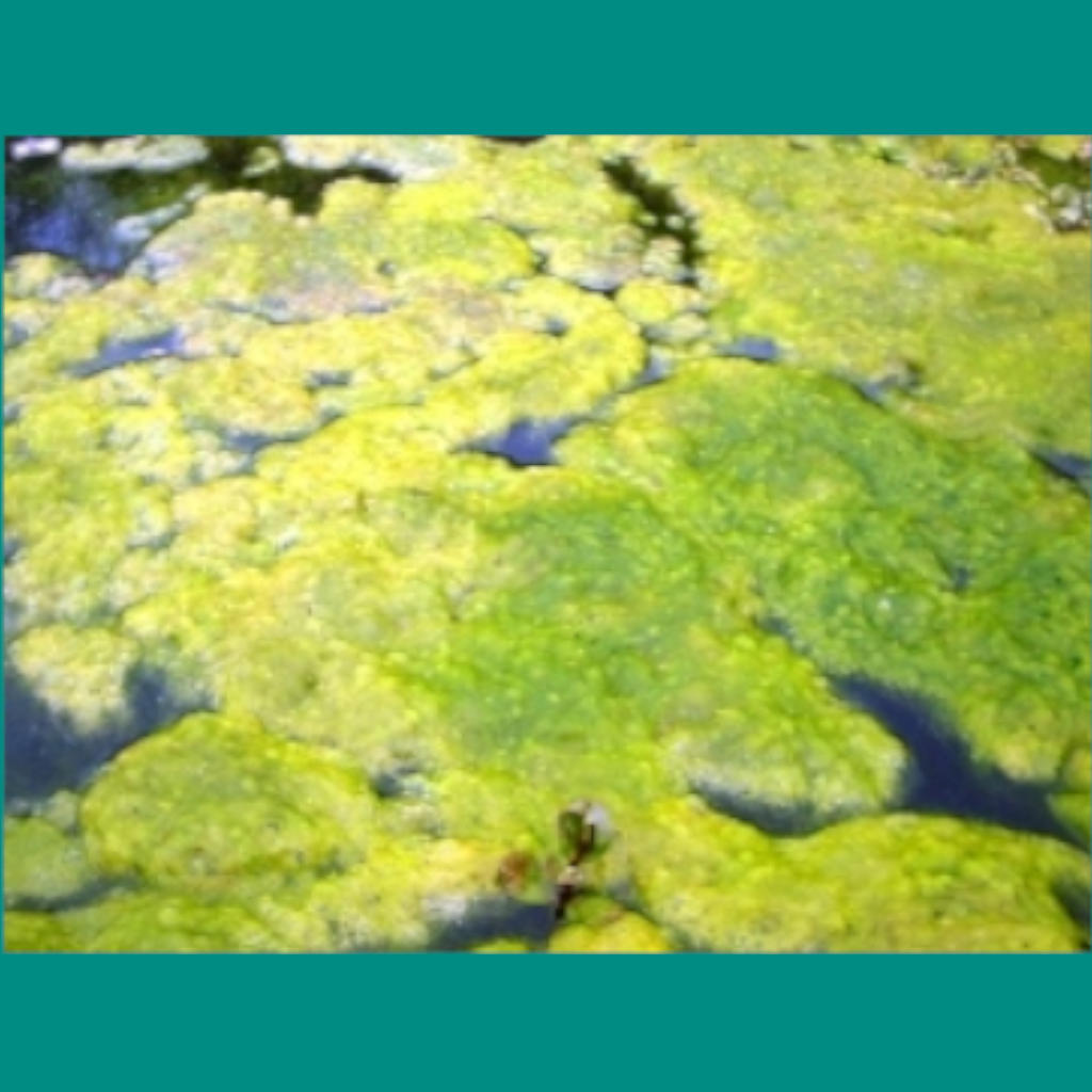 An Alga that Flexes Its Muscles