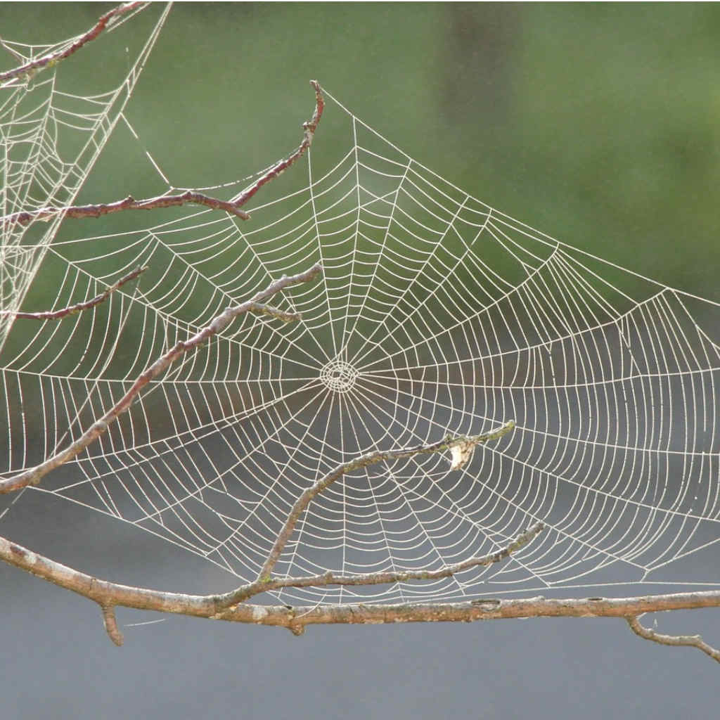 Spiders Help Make the 