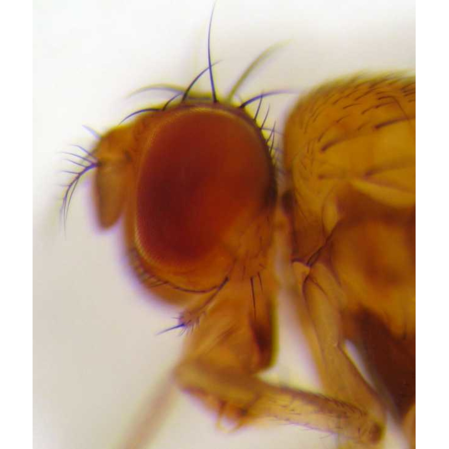 Fly Genome Puzzles Evolutionary Scientists