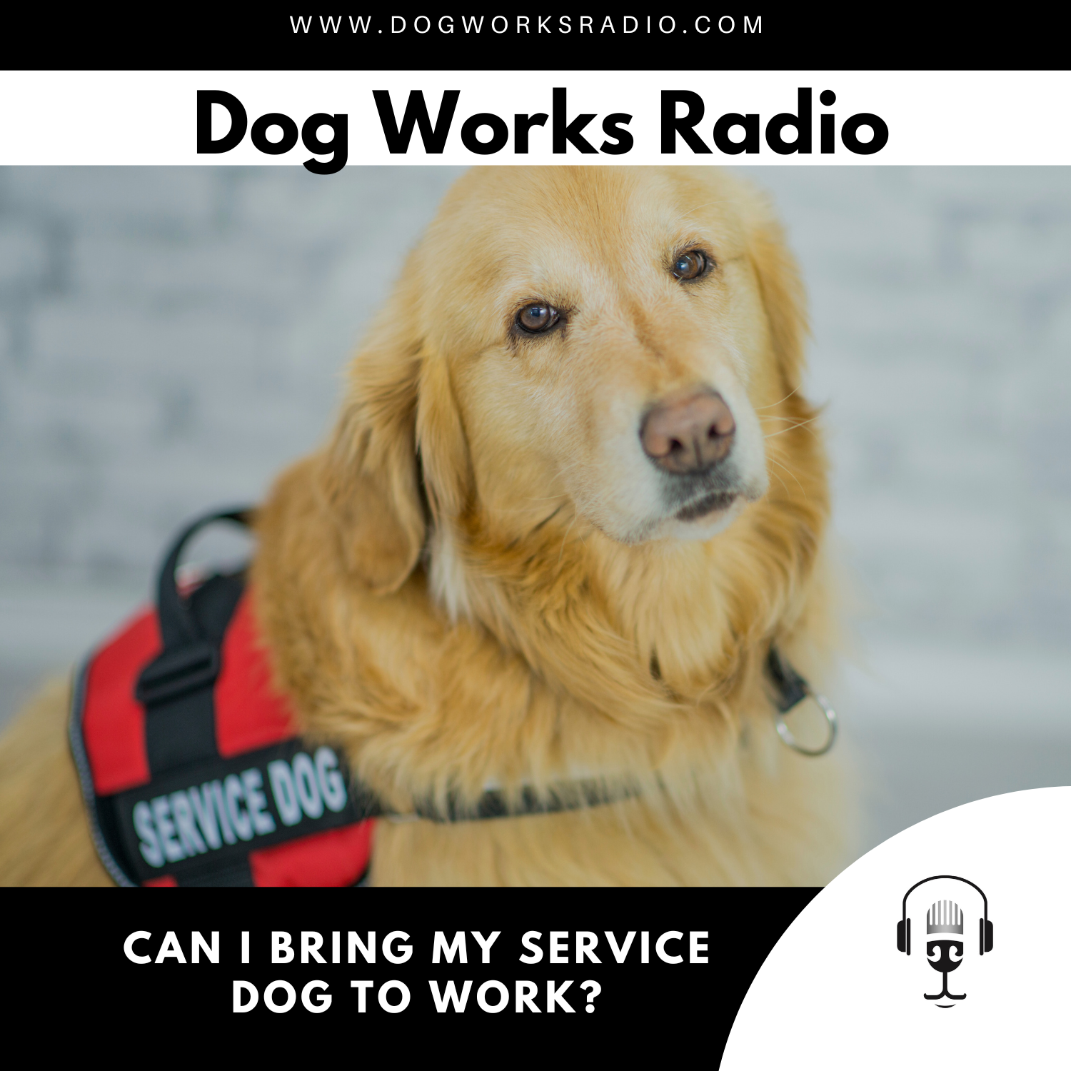 Can I bring my service dog to work with me: Lifeguard