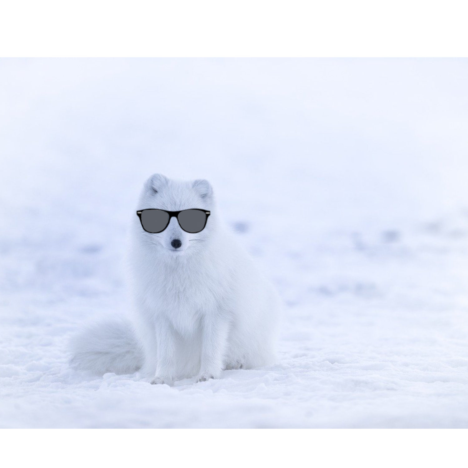 The Tropical Arctic