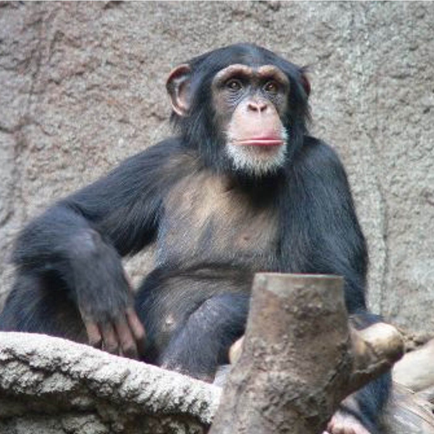 Genetic Monkey Business