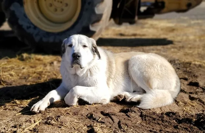 MISSING PERSONS FOUND (#3A) OUR CANINE HEROES