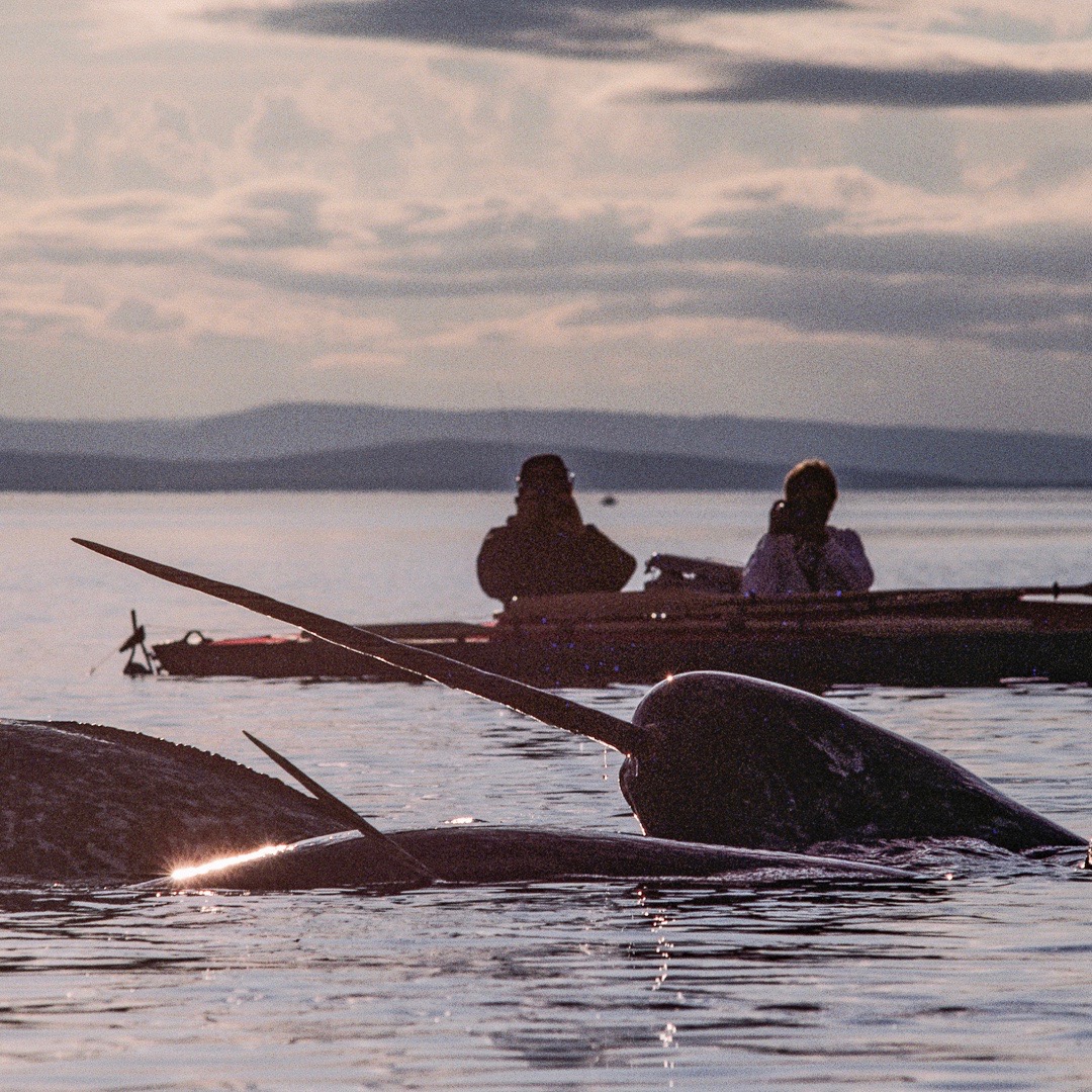 National Geographic Photographer Flip Nicklin