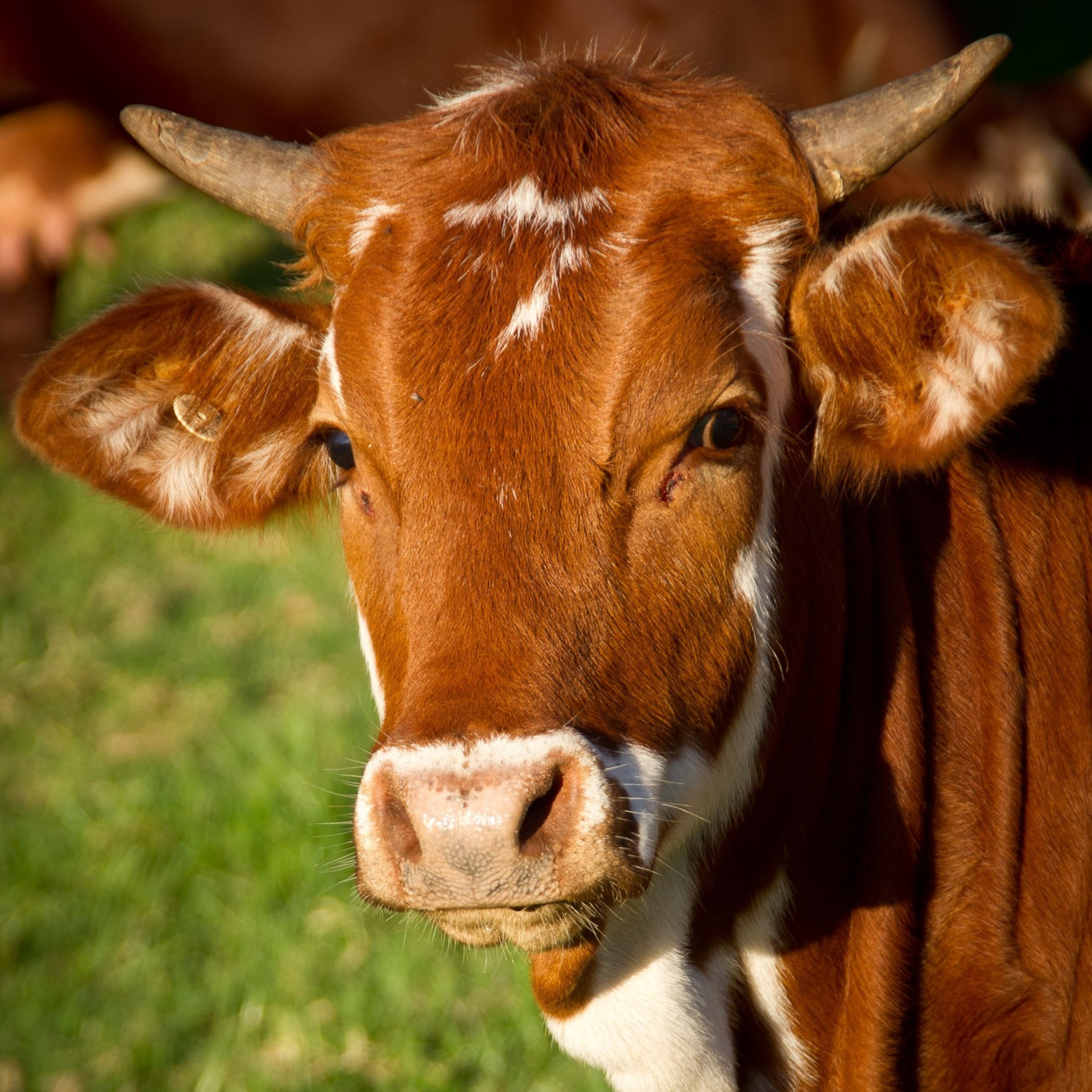 293 – Q&A: Veganism, Letting Thoughts Go, and Motivation for Action