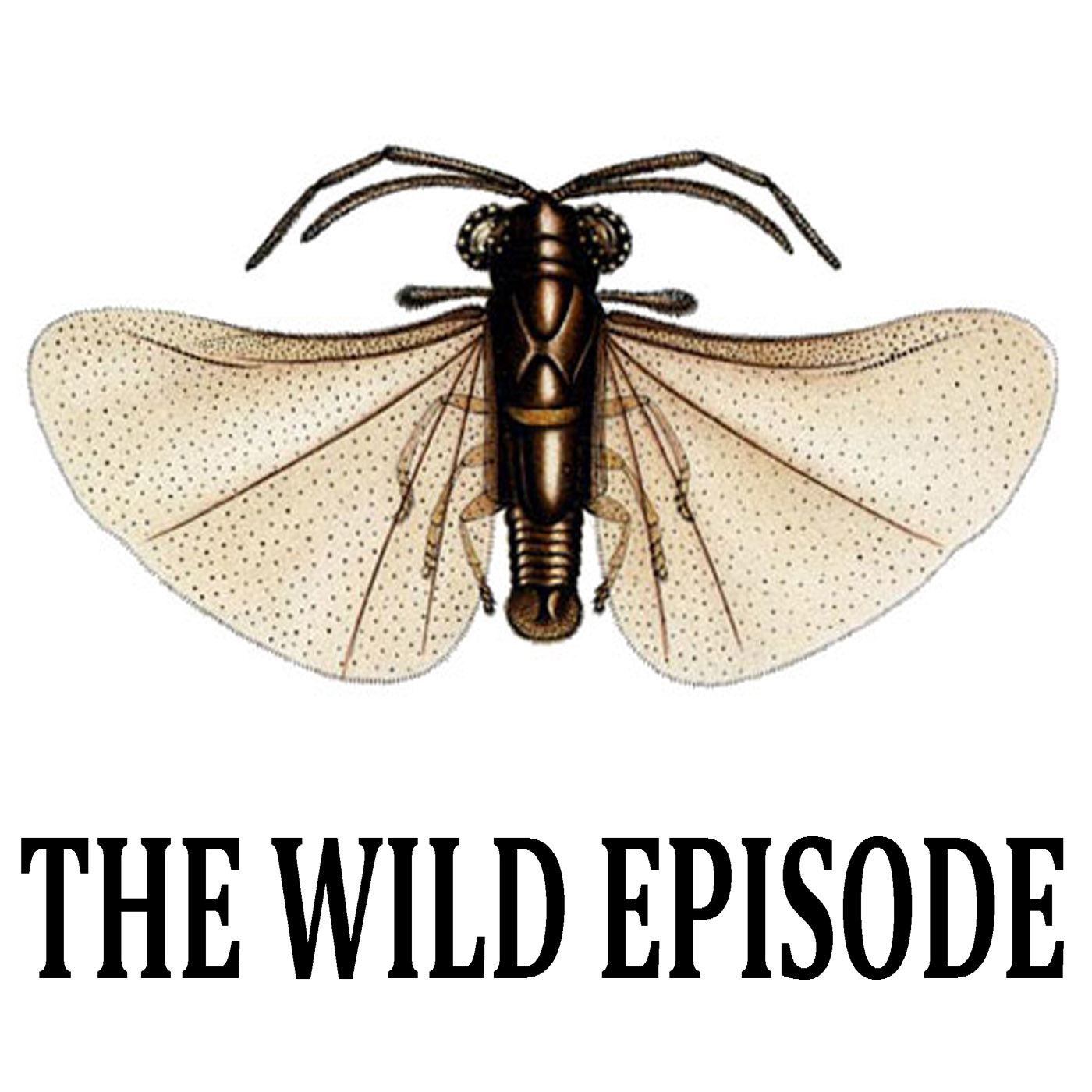 The Wild Episode