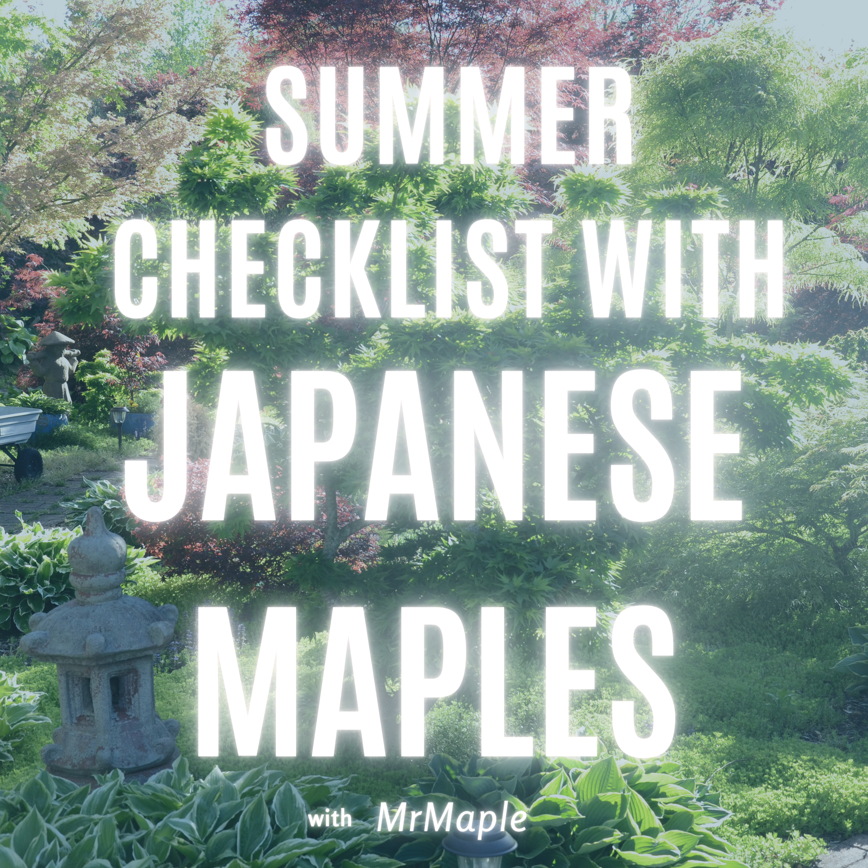 Summer Gardening Checklist For Japanese Maples | MrMaple Show Podcast