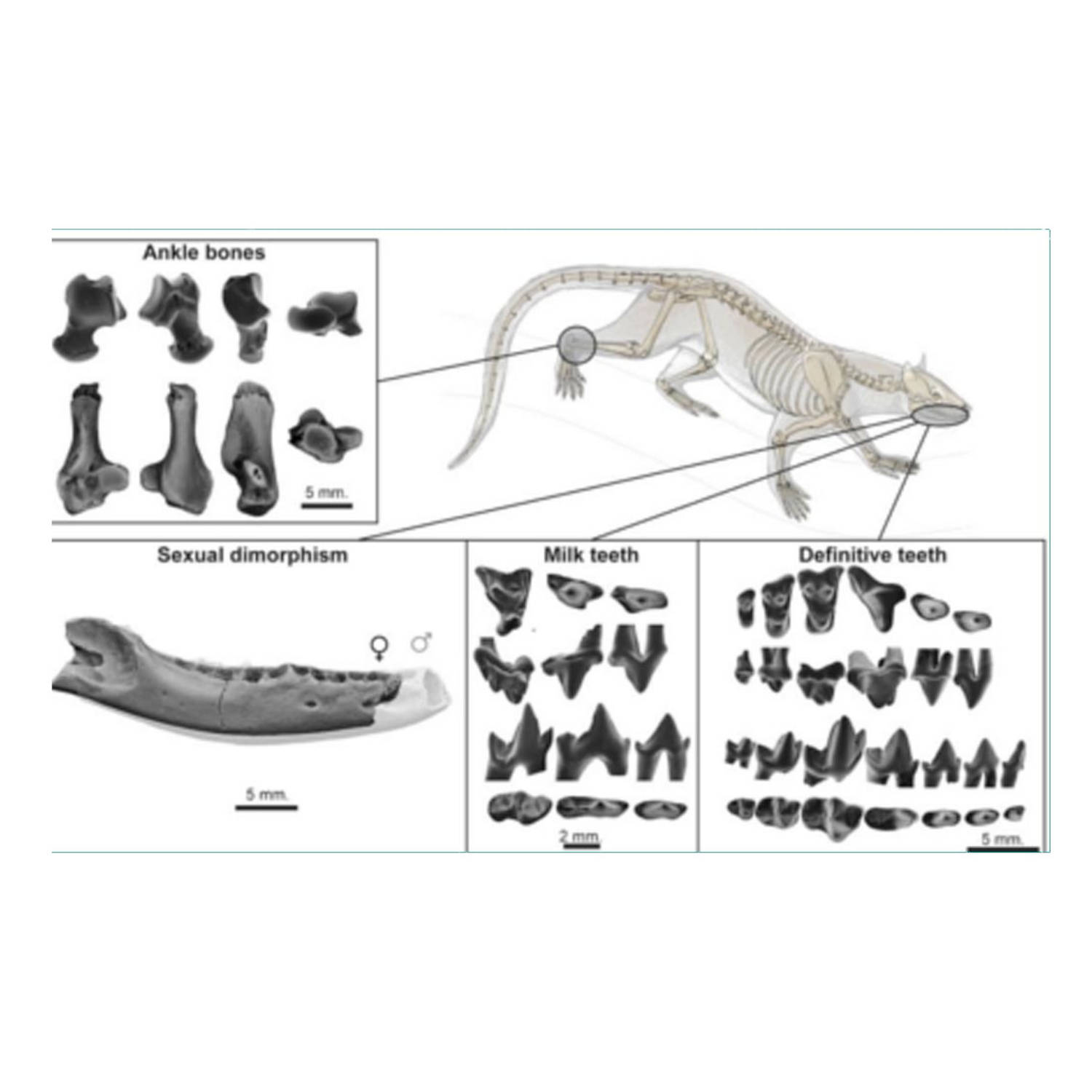 Teeth and Tarsals