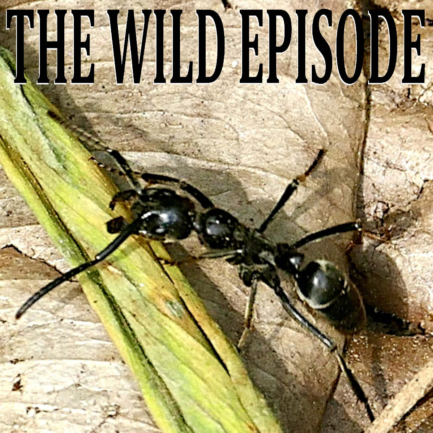 The Wild Episode