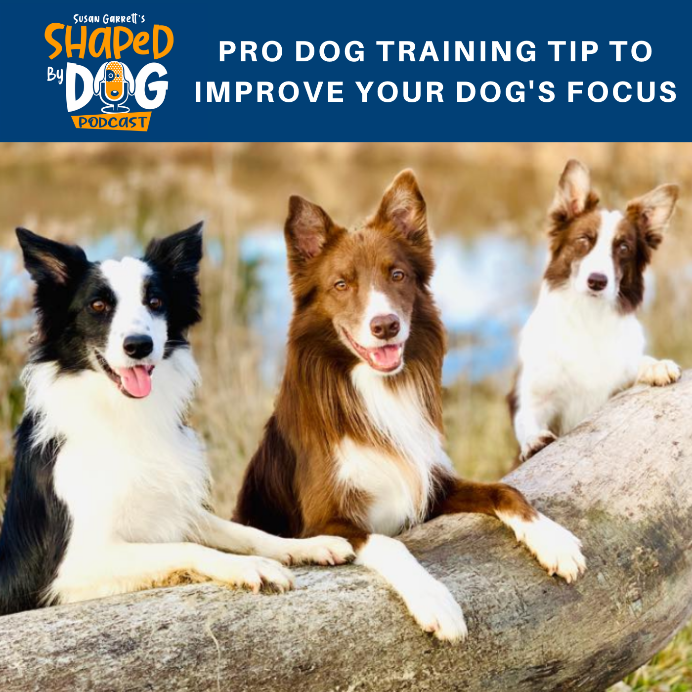 Pro Dog Training Tip To Improve Your Dog's Focus #35