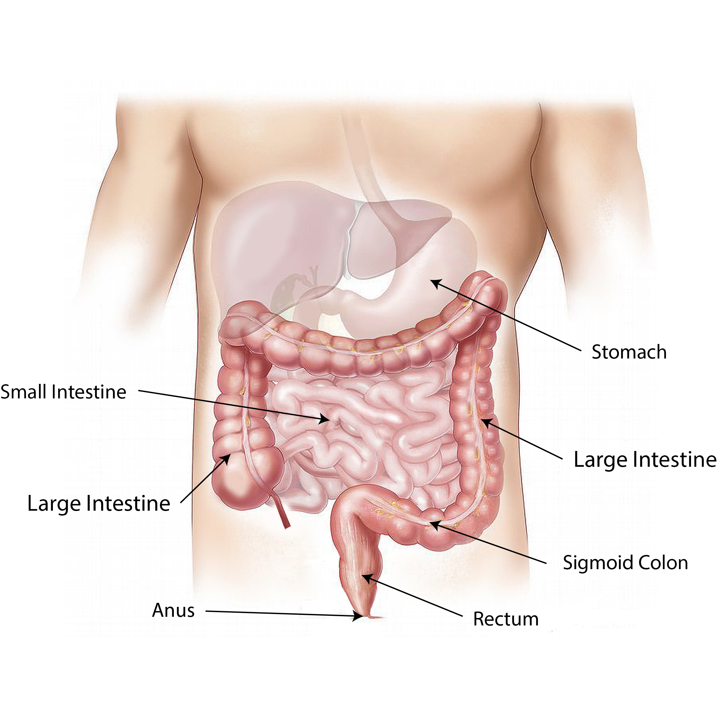 RAF138: Digestion Time