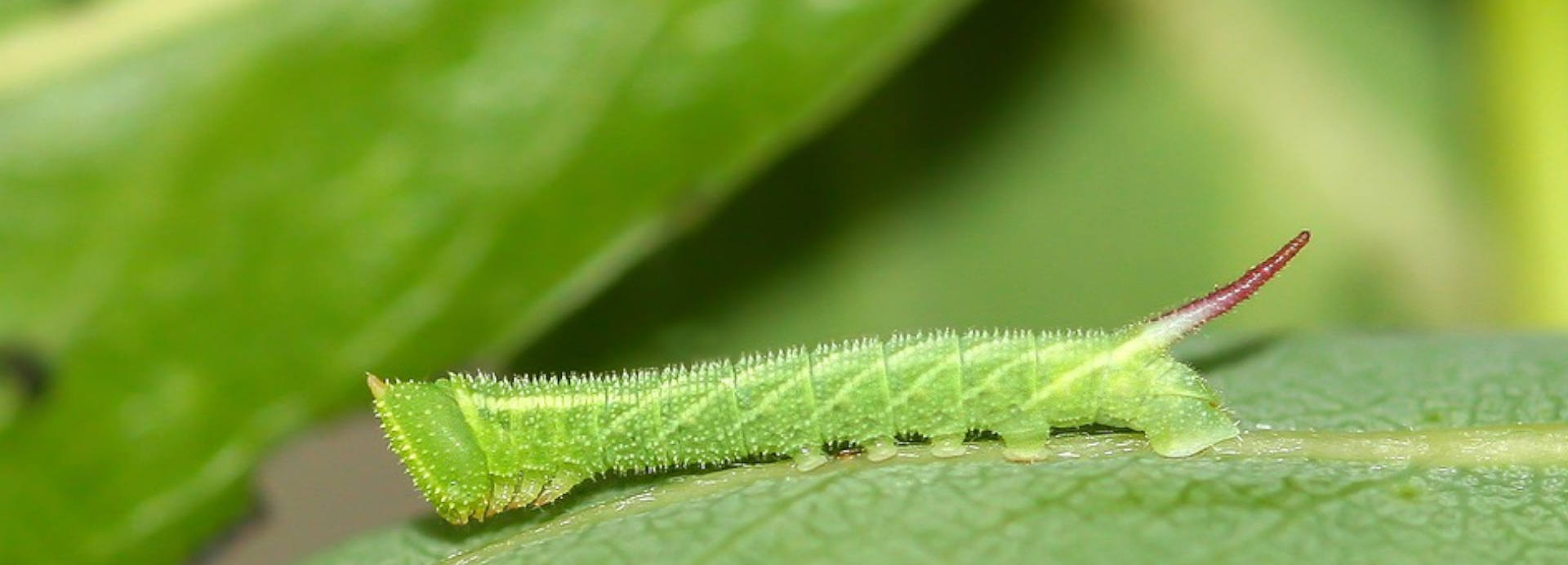 The Insect with Two Brains