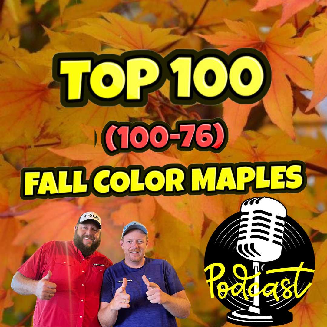 MrMaple Show