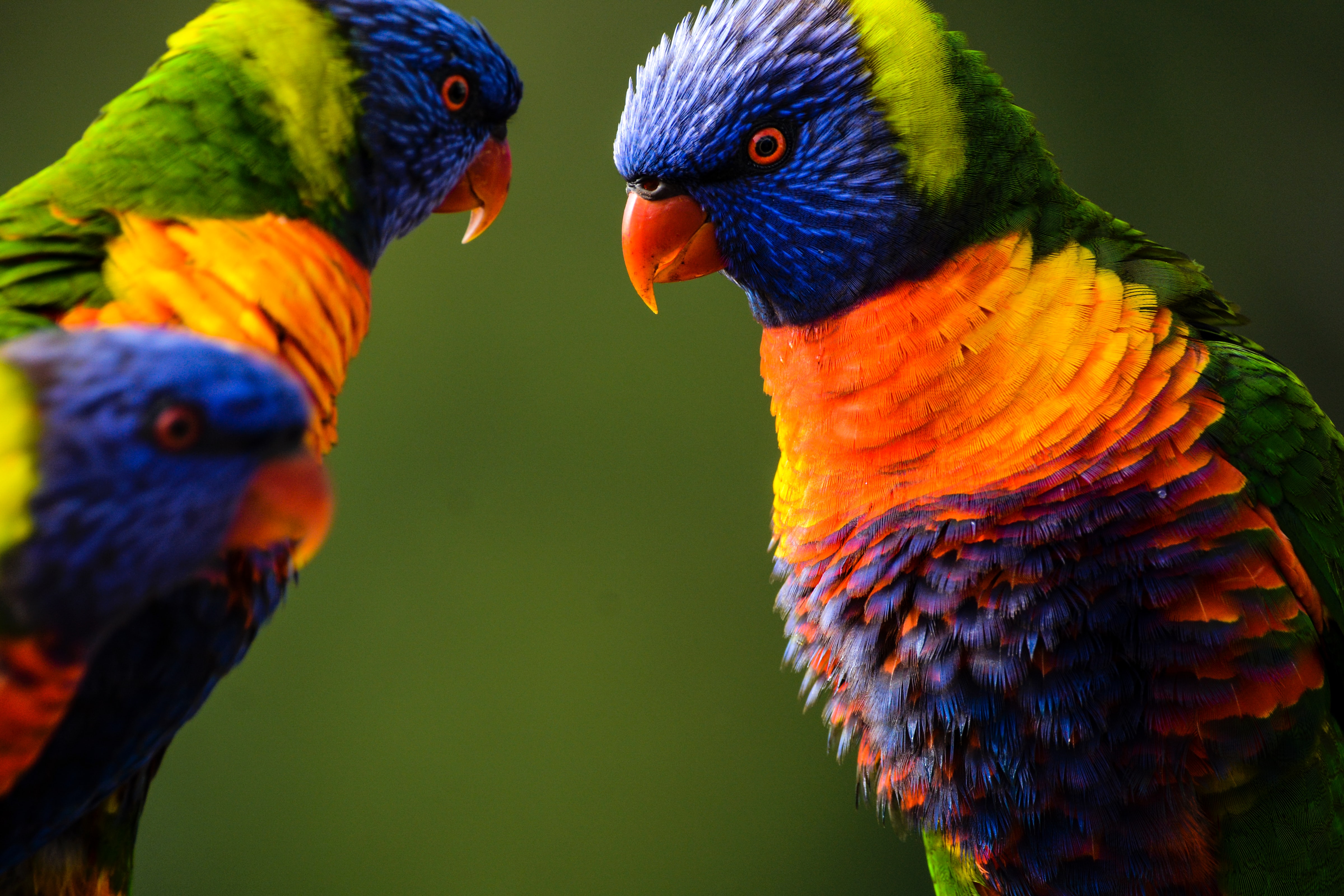 Bird Podcast with Shoba Narayan