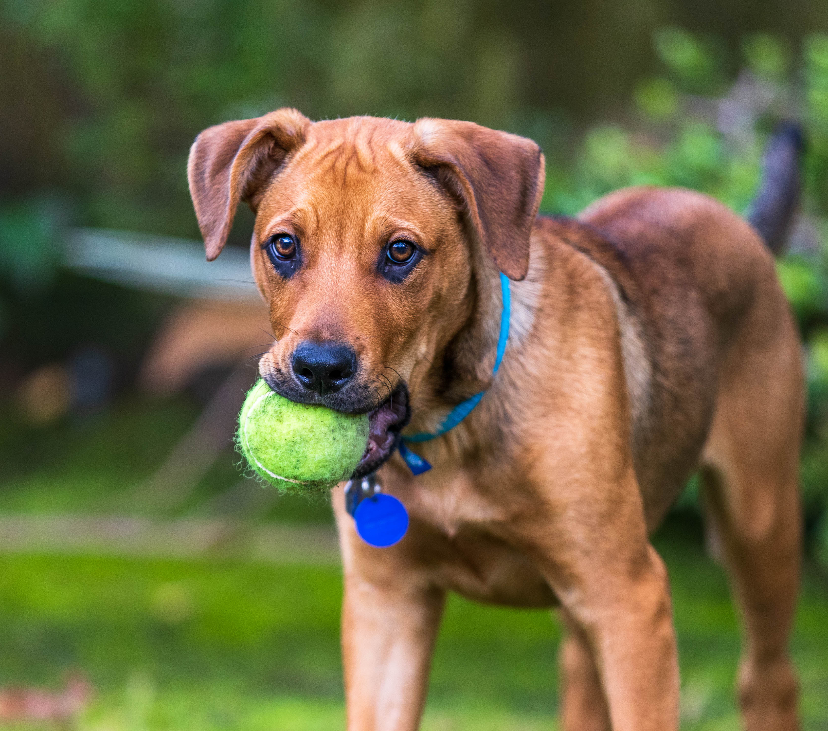 The Good Boy Podcast