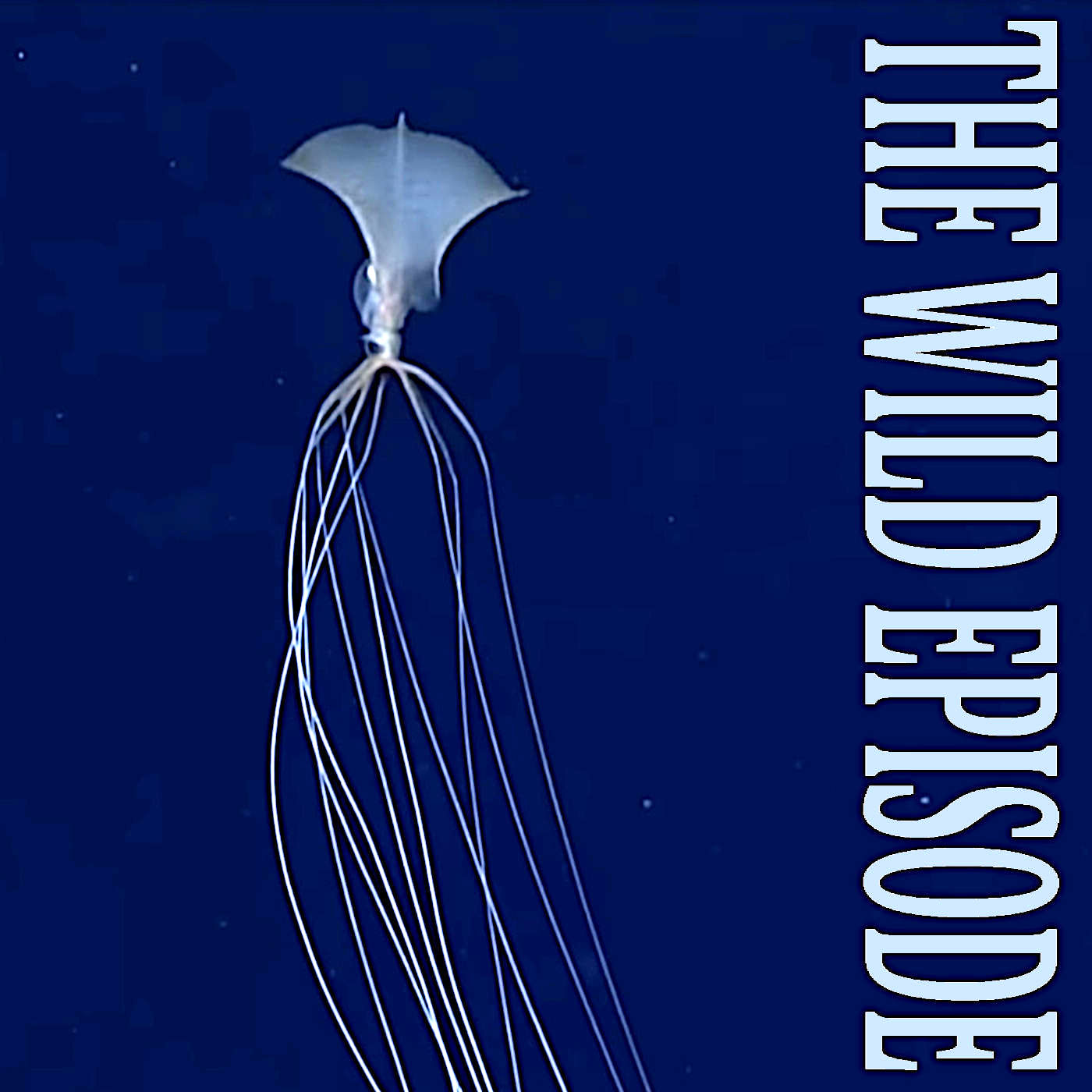 Bigfin Squid : Unknown Knowns and Known Unknowns