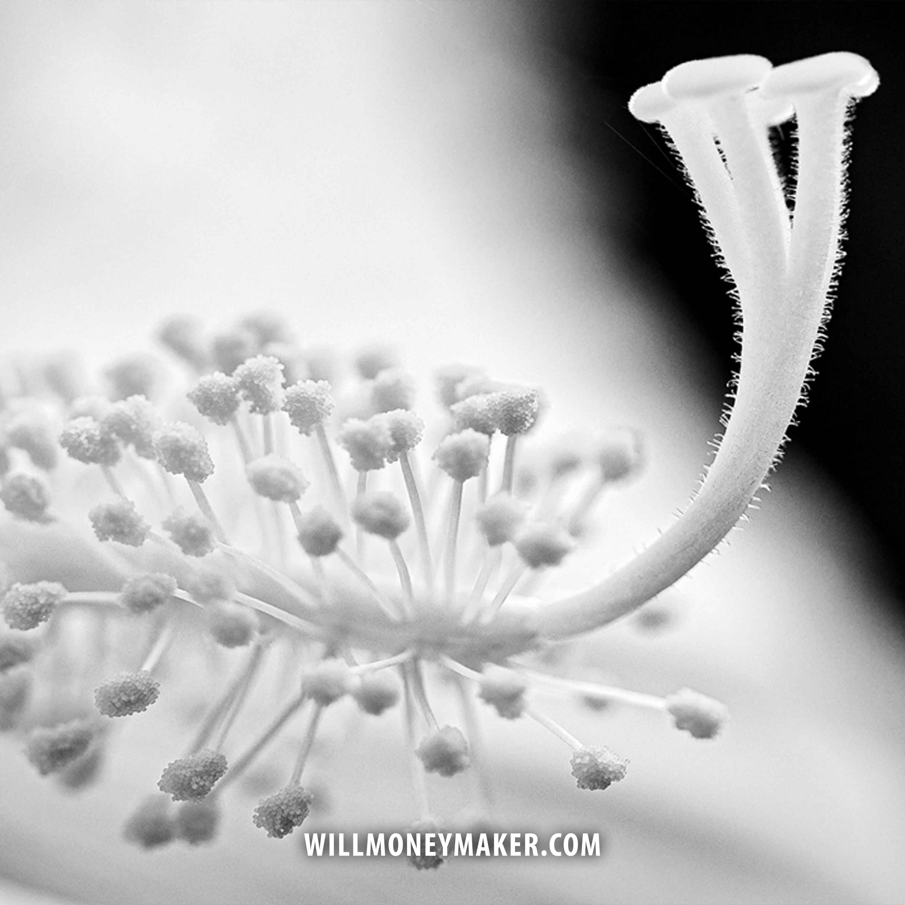 WM-515: Feeling What You Photograph | Photography Clips Podcast