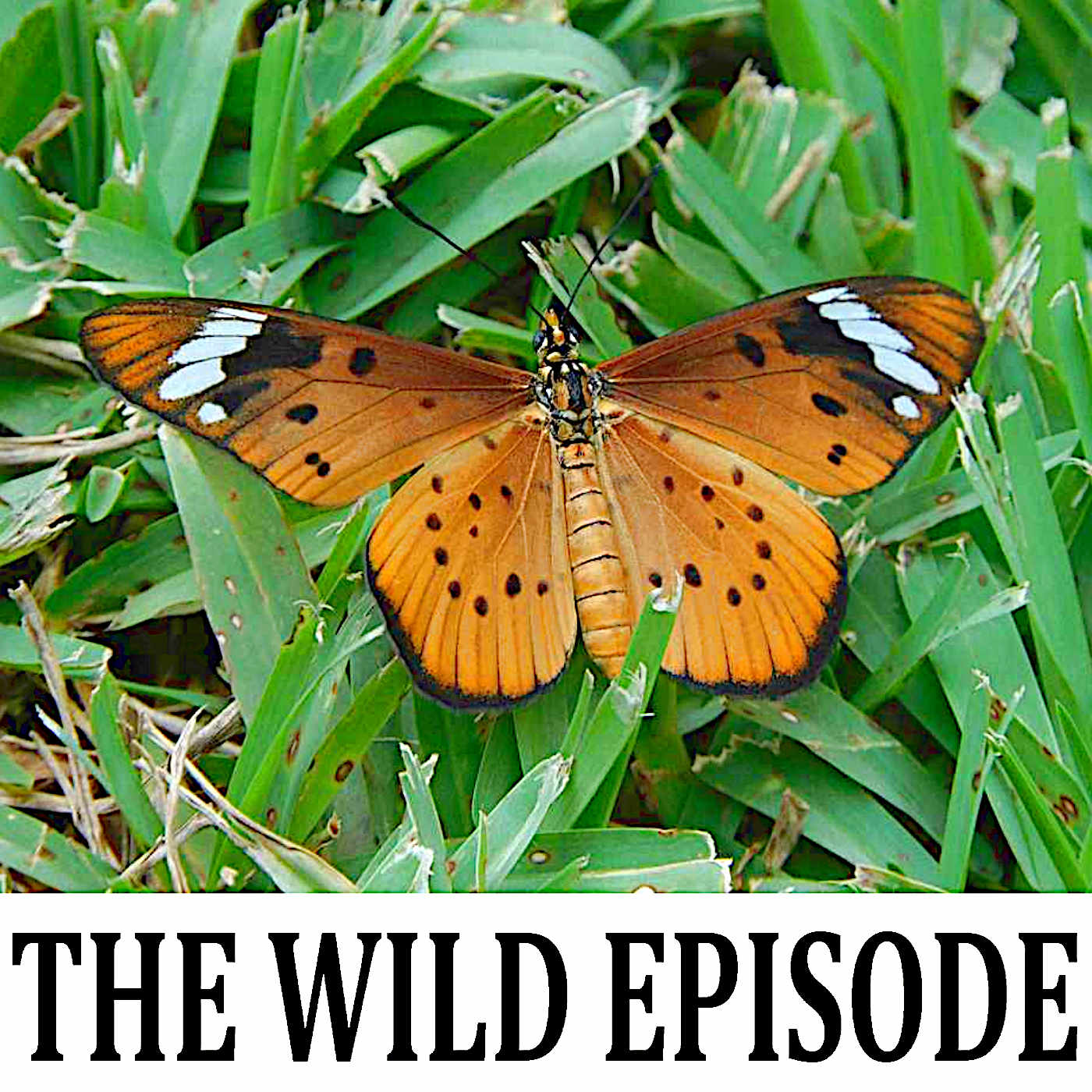 The Wild Episode