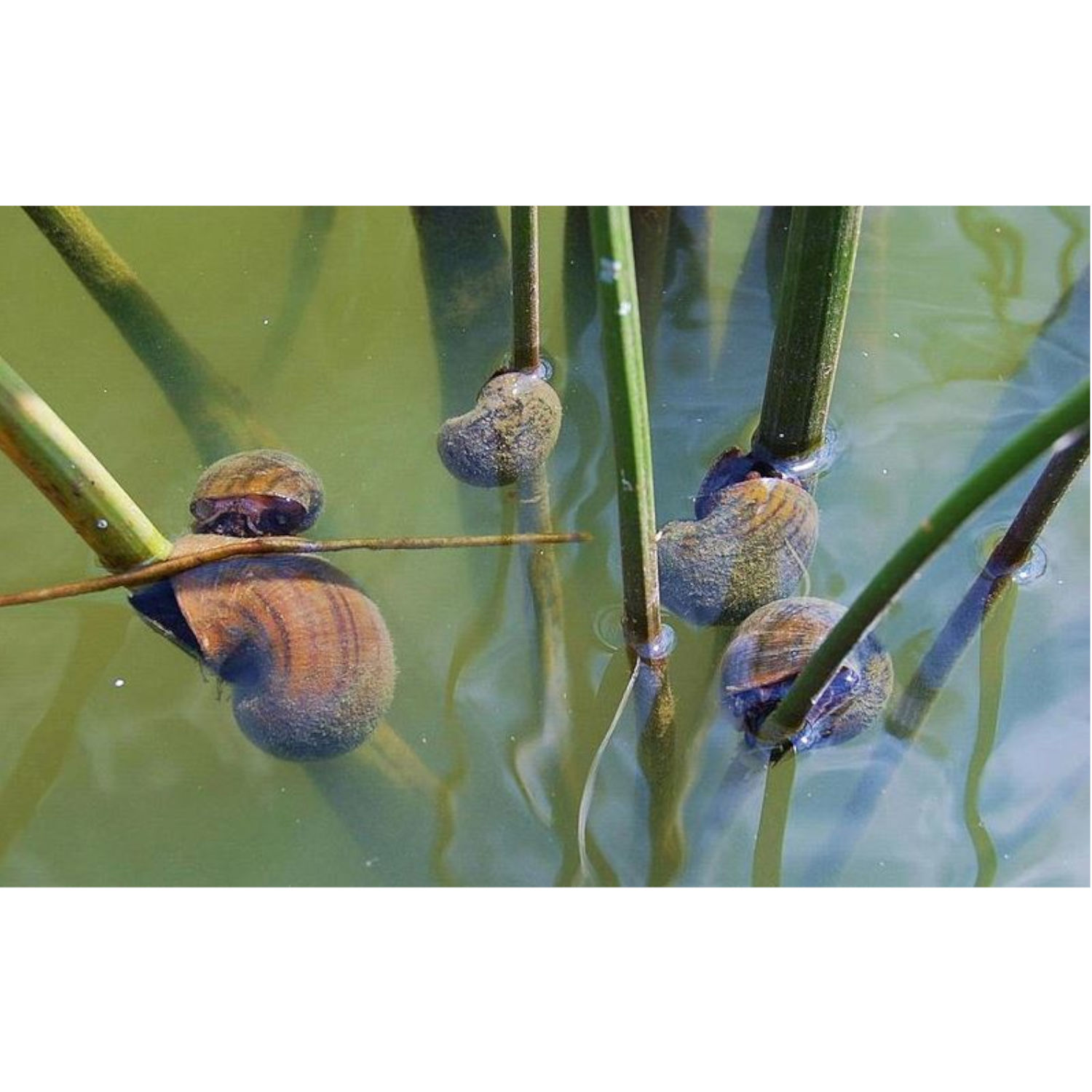Well Designed Snails