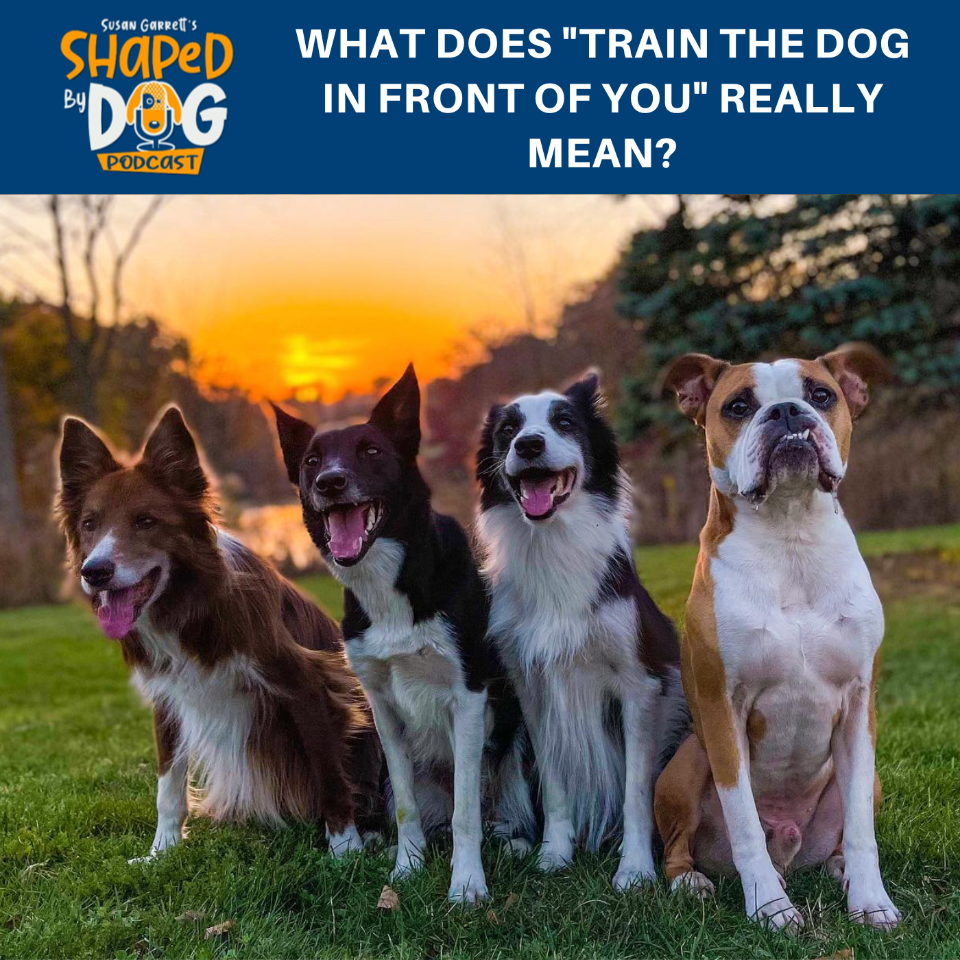 Shaped by Dog with Susan Garrett