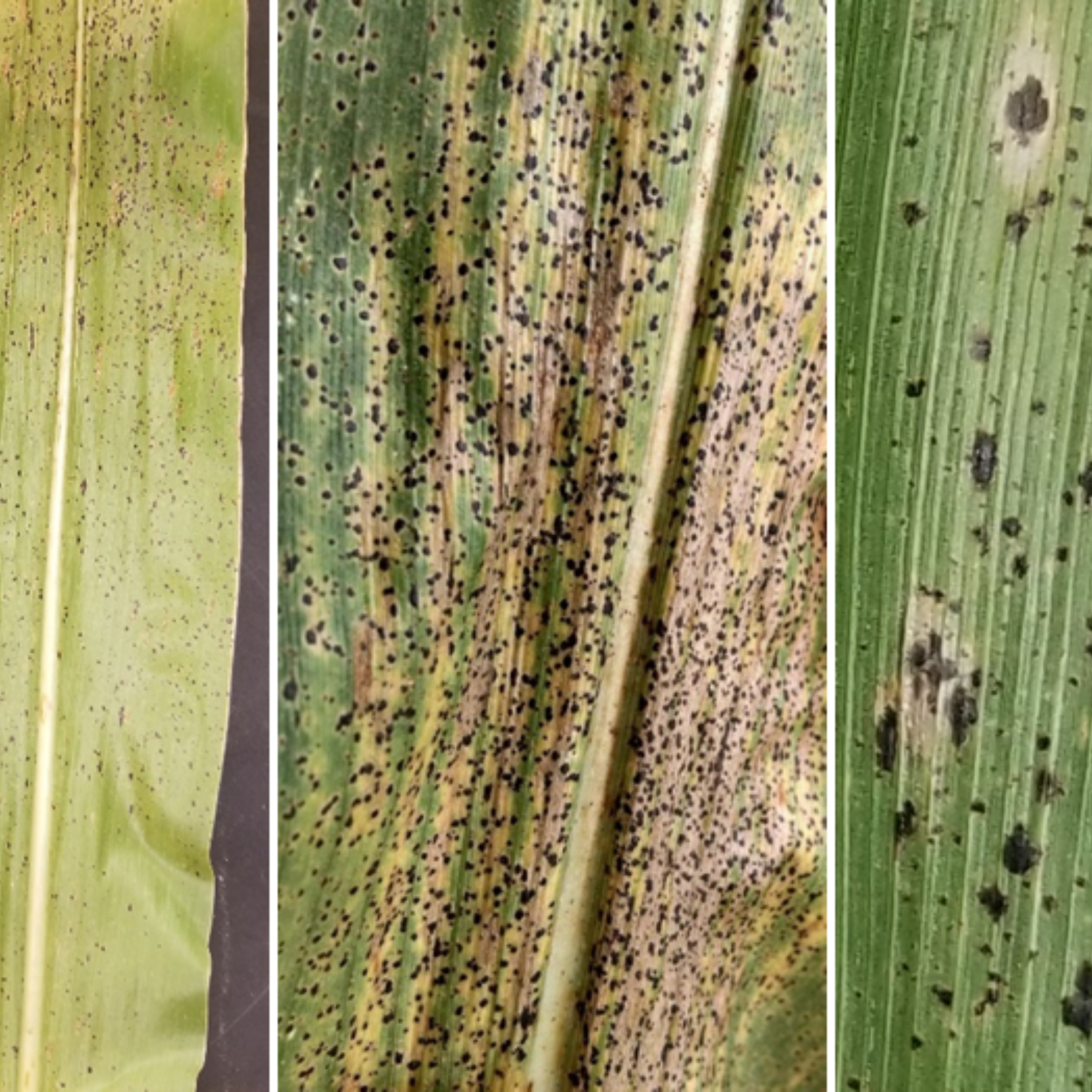 Tractors And Troubadours