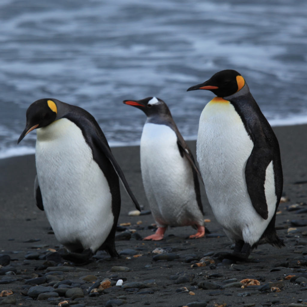 Pick Up a Penguin