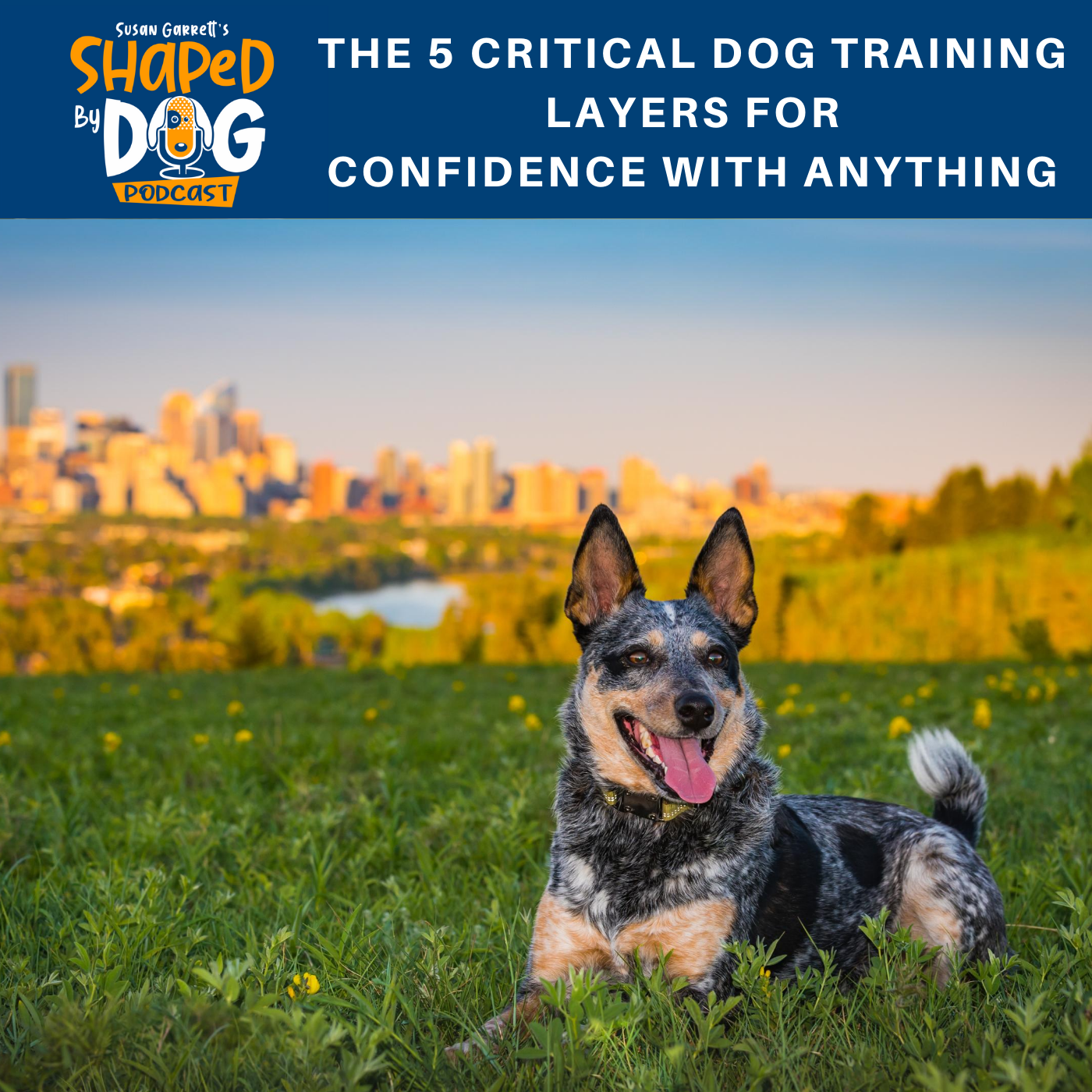 The 5 Critical Dog Training Layers for Confidence with Anything #21