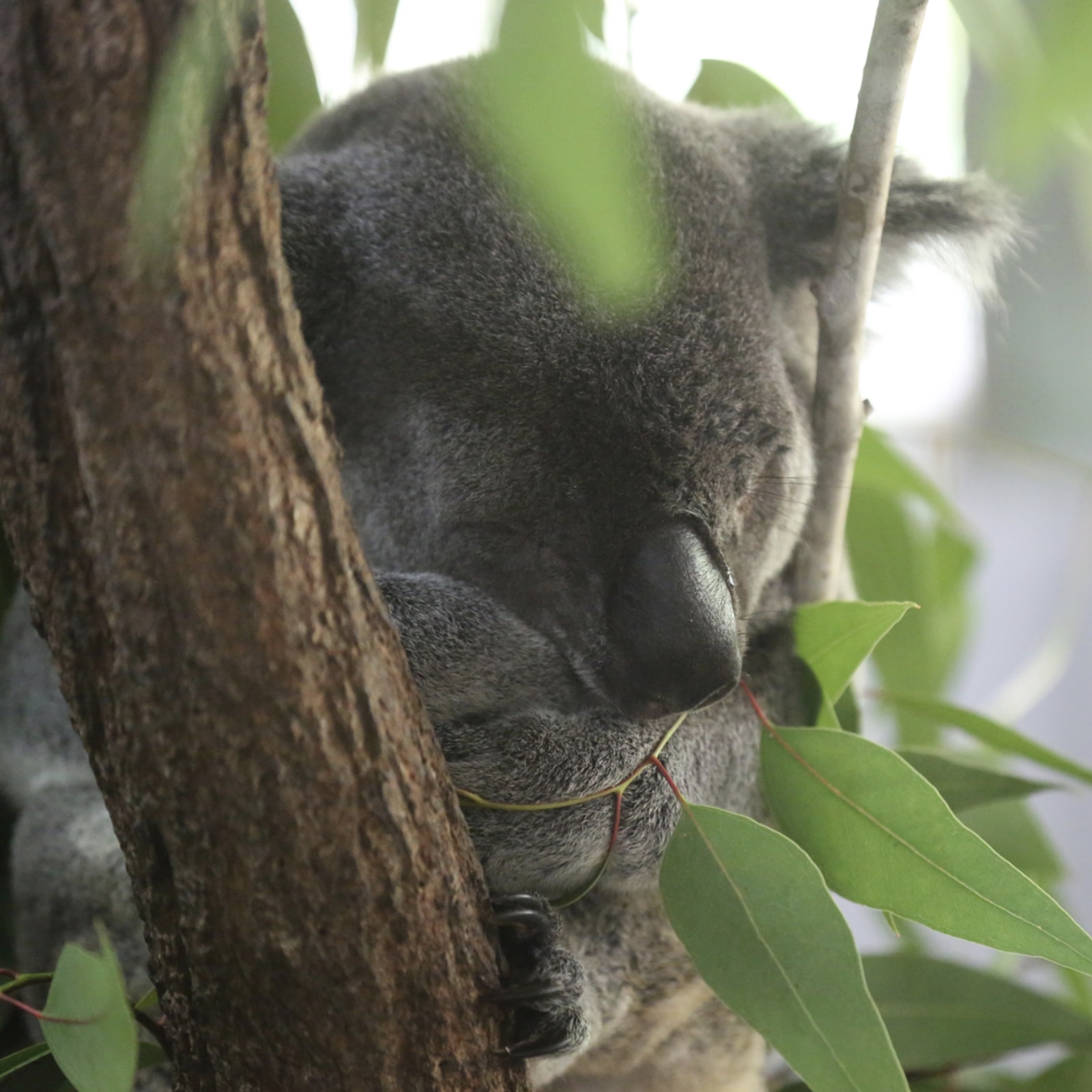 Mongabay Newscast
