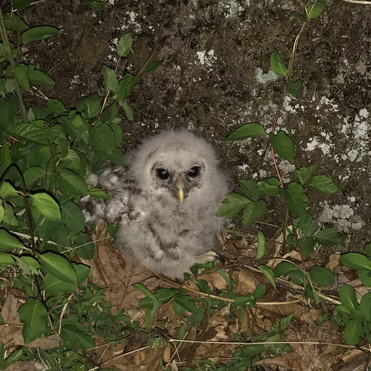 The Great NRPA Owl Rescue — Episode 019