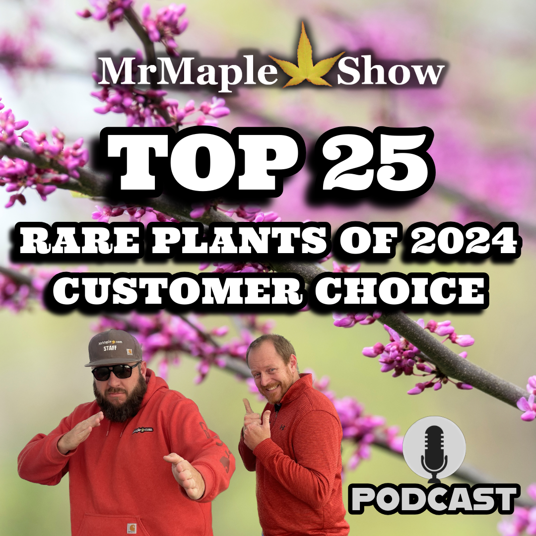 MrMaple Show