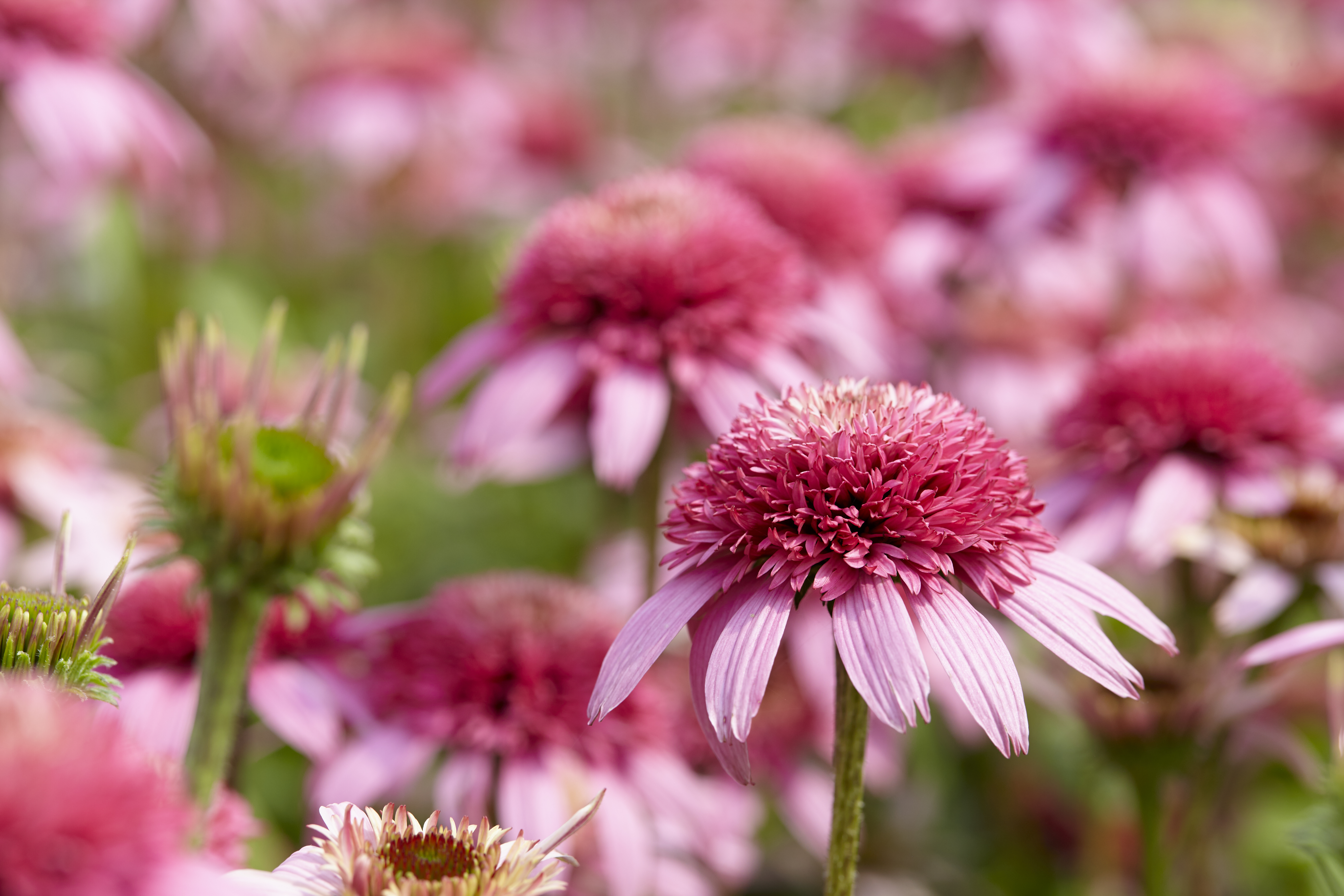 Challenges with Cultivars